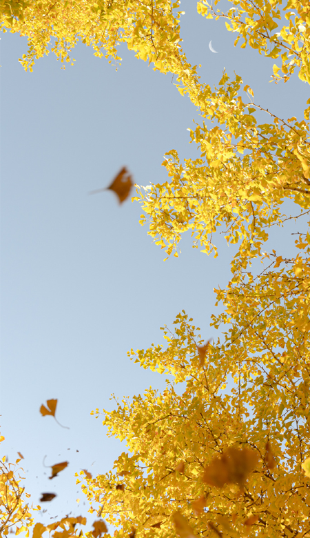 2022秋季银杏壁纸高清超唯美合集 银杏带来秋天最美的一段时光